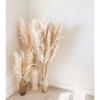 Kit com 10 Plumas Natural / Capim dos Pampas